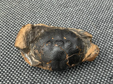 Rare Fossil Crab Zanthopsis