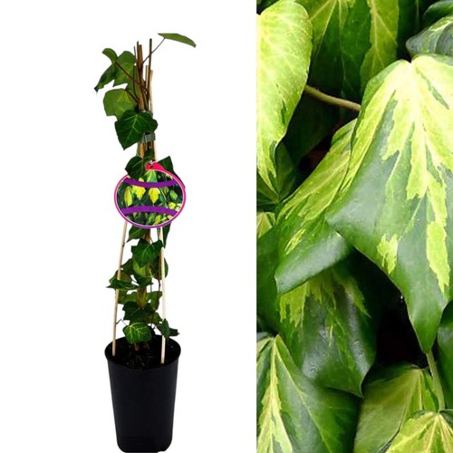 Climbing ivy plant sulphur - climbing,