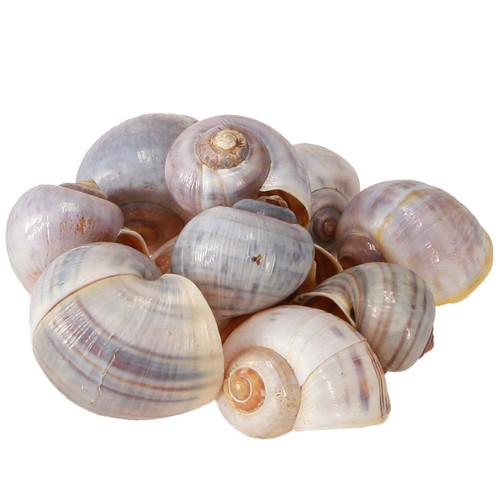 Natural decorative snail - natural,