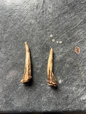 Two muntjac antlers, 6cm