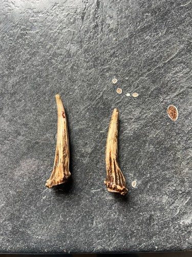 Two muntjac antlers - ,, 6cm