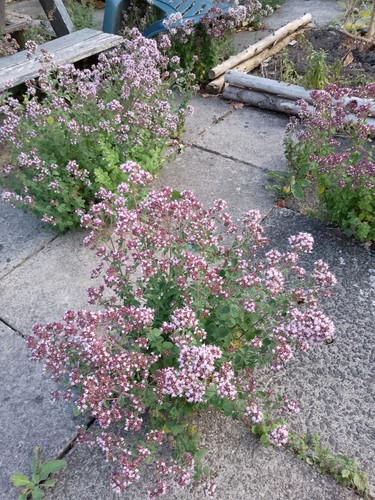 Lemon balm marjoram herb - &,