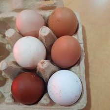 Free Range Hens Eggs  x 6