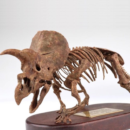 Triceratops skeleton dinosaur - skeleton,