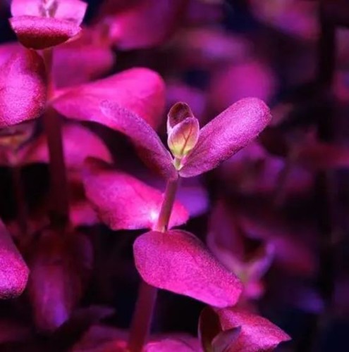 Bacopa salzmannii purple rare - salzmannii,