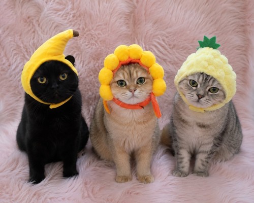 Cat costume hat - costume, of