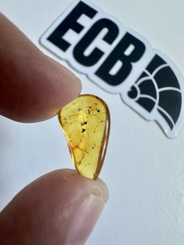 Baltic amber with mosquito - baltic,
