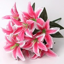 10Heads Artificial Stargazer