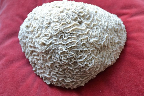 Coral large fragment brain - coral,