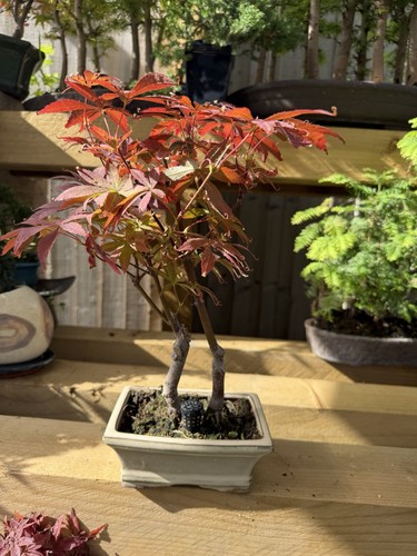 Japanese maple bonsai - japanese,