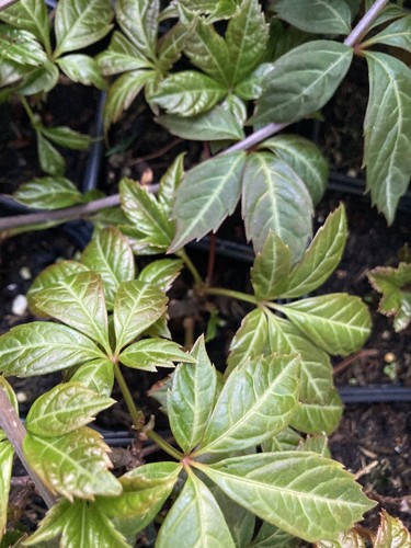 Virginia creeper plant 1 - virginia,