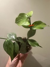 Hoya Polyneura Silver Fresh Cutting Plant