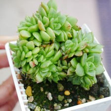 Last One - Echeveria Agavoides