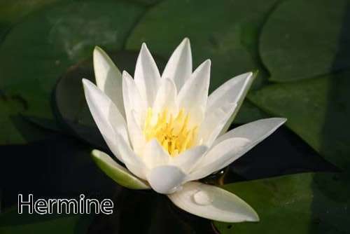 White hermine water lily - hermine,