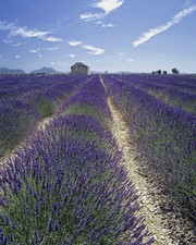 LAVENDER LAVENDULA