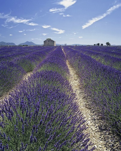 Lavender lavendula - lavender,