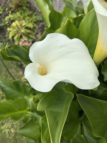 White arum lily - arum,