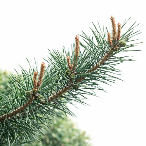 Pinus sylvestris edwin - sylvestris,