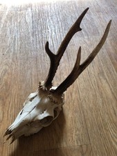 SCOTTISH ROE DEER BUCK / MALE SKULL  TAXIDERMY GOTHIC TATTOO ART CRAFTS
