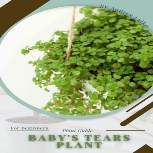 Baby tears plant - plant, prodigy