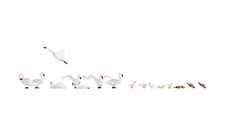 Noch 15774 HO/OO Gauge - Swans