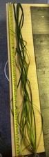Tall Aquatic Freshwater Grass Great For Ponds And Fish Tanks (vallisneria))