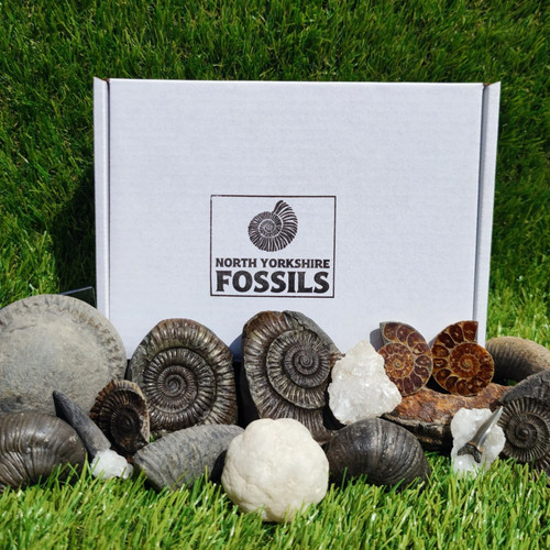 Super deluxe fossil box