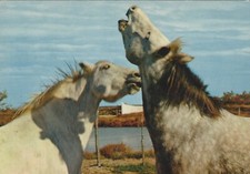 THE CAMARGUE, HORSES, France - Vintage POSTCARD