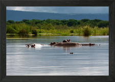 hippos Framed Wall Art Poster