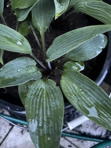 Hosta deane dream - hosta, small