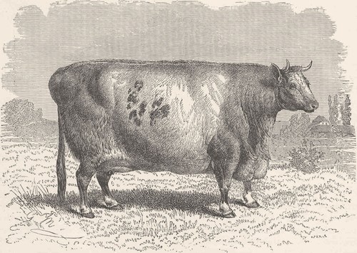 Durham shorthorn 1894 - durham.,