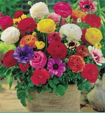 Bulbs freesia ranunculus - 20,