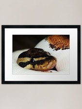 Royal python framed art - python,