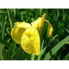 Yellow Flag Irises 10 x 1LTR - Fish or Wildlife Pond and bog Aquatic Plants
