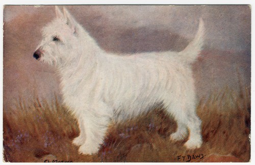 West highland white terrier - west,