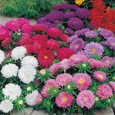 40 Aster Colour Carpet   Mixed