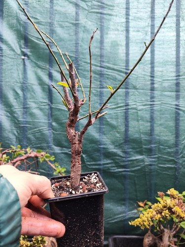 Plum blossom bonsai - blossom, white