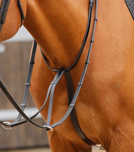 Premier equine fuscaldo - equine,