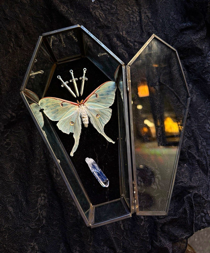 Luna moth taxidermy coffin