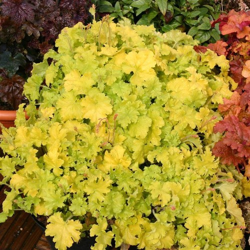 Heuchera key lime - heuchera, 5