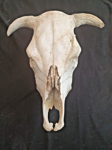 Bovine skull with horns bull - with, horns,