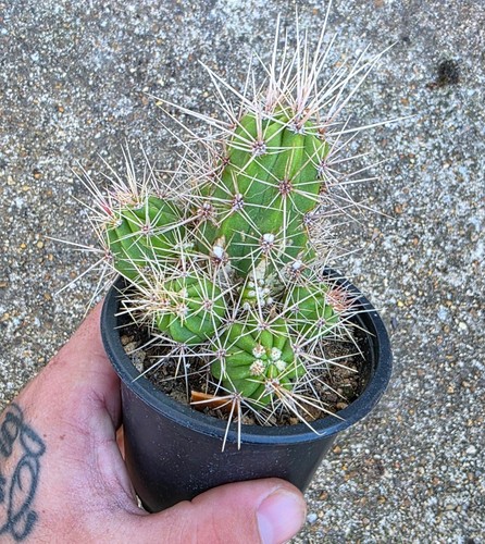 Echinocereus maritimus cactus - maritimus,