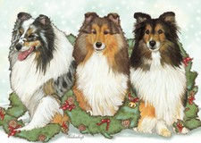 Sheltie Shetland Sheepdog