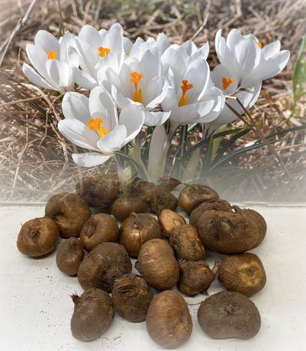1000 white crocus - 1-1000, white(vernus)