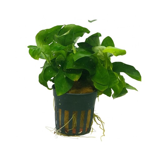 Anubias nana - anubias,