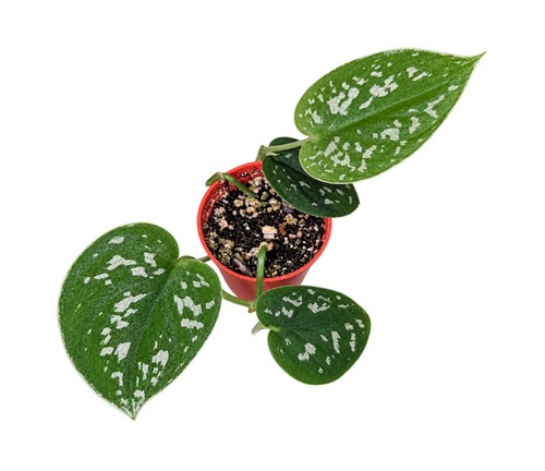 Scindapsus pictus satin pothos - satin,