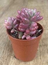 Sedum ‘Aurora’ ‘Jelly Beans’ Pink | 6cm Pot | Succulent | Rare | Rubrotinctum