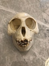 Genuine rhesus macaque skull