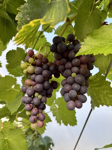 Grape vine red around cm - around, 40
