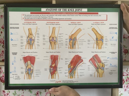 Vintage medical anatomical - vintage,